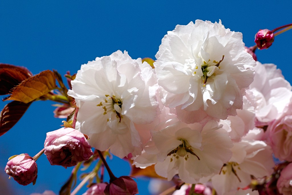 bloesem hdr voorjaar lente bloem bloemen flora fruitbomen betuwe kersenbloesem japan sakura fruit fruitbomen